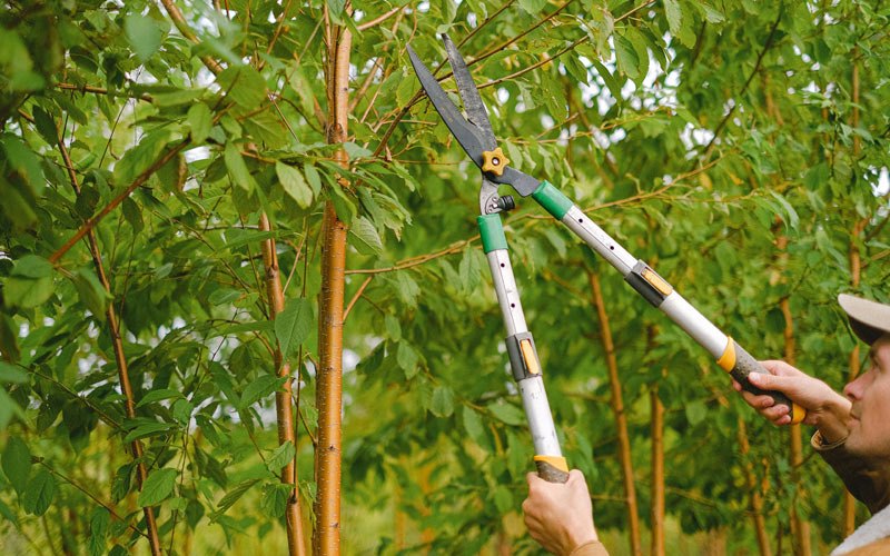 Tree trimming in Paulina, OR